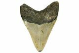 Fossil Megalodon Tooth - North Carolina #378014-2